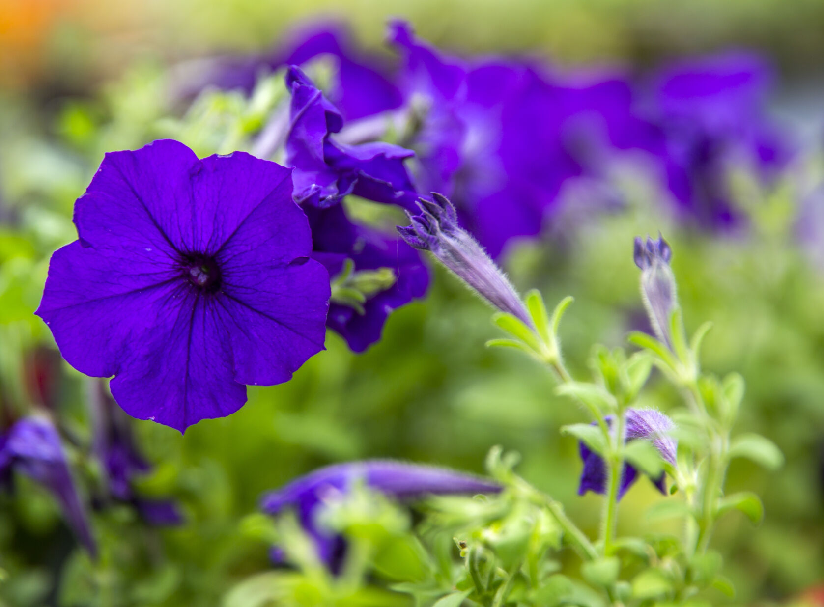 Filer FFA plant sales